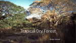 Tropical Dry Forest