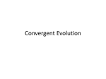 Convergent Evolution