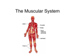 The Muscular System