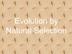 Evolution by Natural Selection