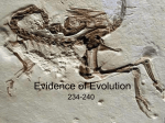 The Fossil Record