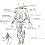 sternocleiodmastoid origin - sternum and clavicle insertion