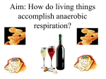 Anaerobic cell respiration - Hicksville Public Schools