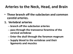 Arteries to the Neck, Head, and Brain