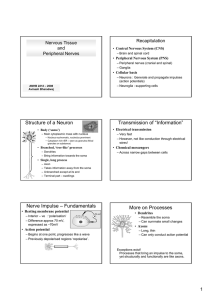 Structure of a Neuron Transmission of “Information” Nerve Impulse