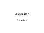 L24_Krebs