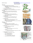 AP Notes Plant Anatomy 09