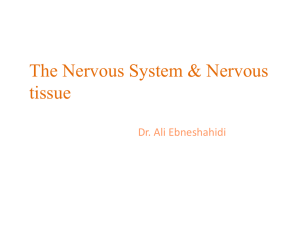 The Nervous System