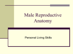 Male Reproductive Anatomy