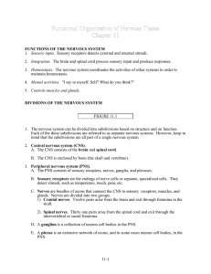 11-1 FUNCTIONS OF THE NERVOUS SYSTEM 1. Sensory input