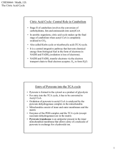 Citric Acid Cycle: Central Role in Catabolism Entry of Pyruvate into