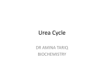 Urea Cycle - MBBS Students Club