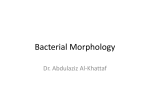 Bacterial Morphology