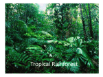 Tropical Rainforest