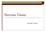 Nervous Tissue