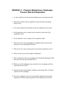 SESSION 11 - Posterior Mediastinum, Diaphragm, Thoracic Wall