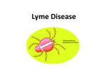 Lyme Disease