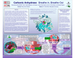 Carbonic Anhydrase: Breathe in, Breathe Out