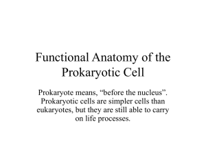 Functional Anatomy of the Prokaryotic Cell