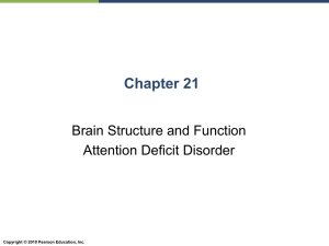 Chapter 21: Brain Structure and Function