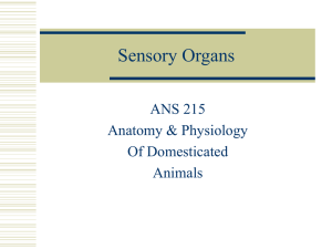 Sensory Organs