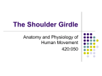 The Shoulder Girdle