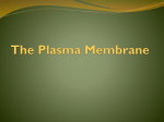 The Plasma Membrane