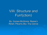 Villi: Structure and Fun!(ction)