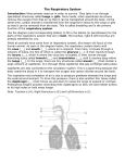 The Respiratory System