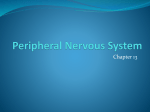 Peripheral Nervous System