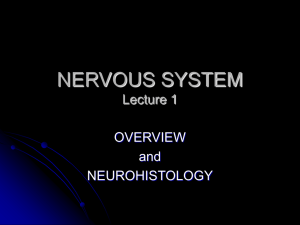 ANATOMICAL ORGANIZATION of the NERVOUS SYSTEM