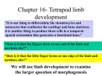 Chapter 16- Tetrapod limb development