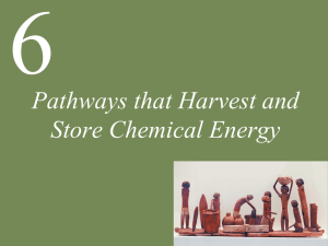 Pathways that Harvest and Store Chemical Energy