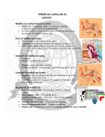 Middle ear cavity and its contents