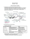 Thorax Worksheet