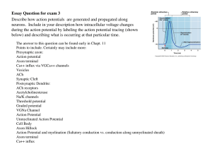 Describe how action potentials are generated