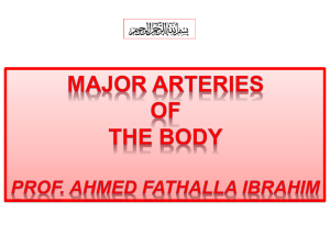 Major arteries of the body