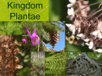 Kingdom Plantae