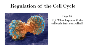 Regulation of the Cell Cycle