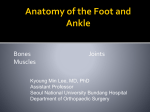 Anatomy of the Foot