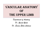 Vascular anatomy of the upper limb