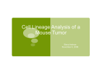 Cell Lineage Analysis of a Mouse Tumor