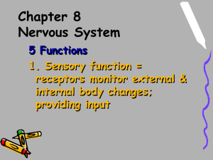 Chapter 8 Nervous System