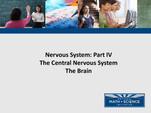 NMSI - 4 Central Nervous System