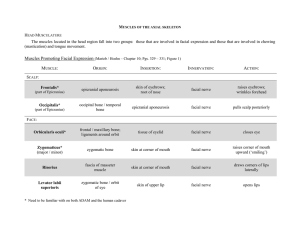 The muscles located in the head region fall into two groups: those