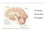 Given sufficient input, neurons “fire action potentials”