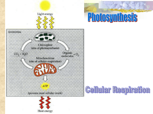 Photosynthesis