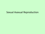 Sexual Asexual Reproduction