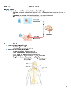 Nervous System Lecture- Part II