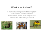 What is an Animal?